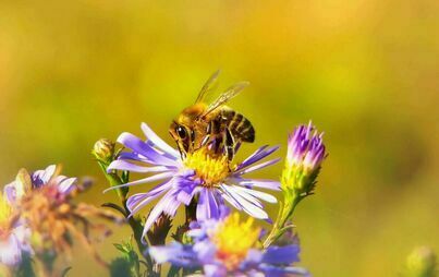 Zdjęcie do Wojew&oacute;dzki Związek Pszczelarzy w&nbsp;Szczecinie zaprasza pszczelarzy do udziału w projekcie 